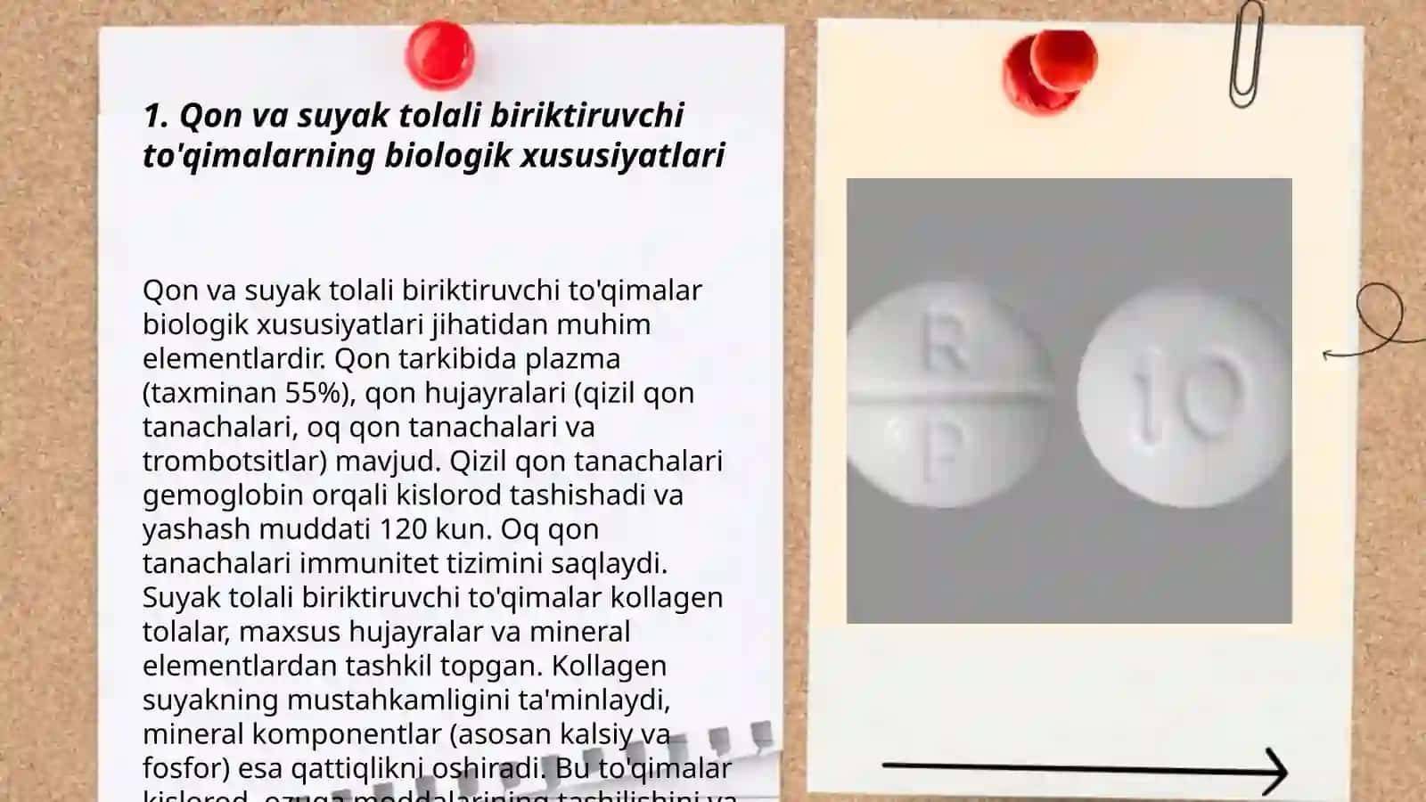 Qon va suyak tolali biriktiruvchi to'qimalarning biologik xususiyatlari 3