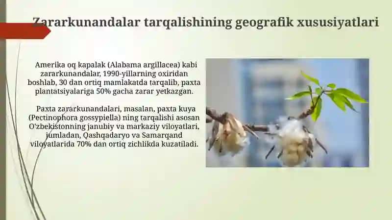 Gʻoʻzani soʻruvchi zararkunandalari bioekologiyasi va qarshi kurash choralari 3