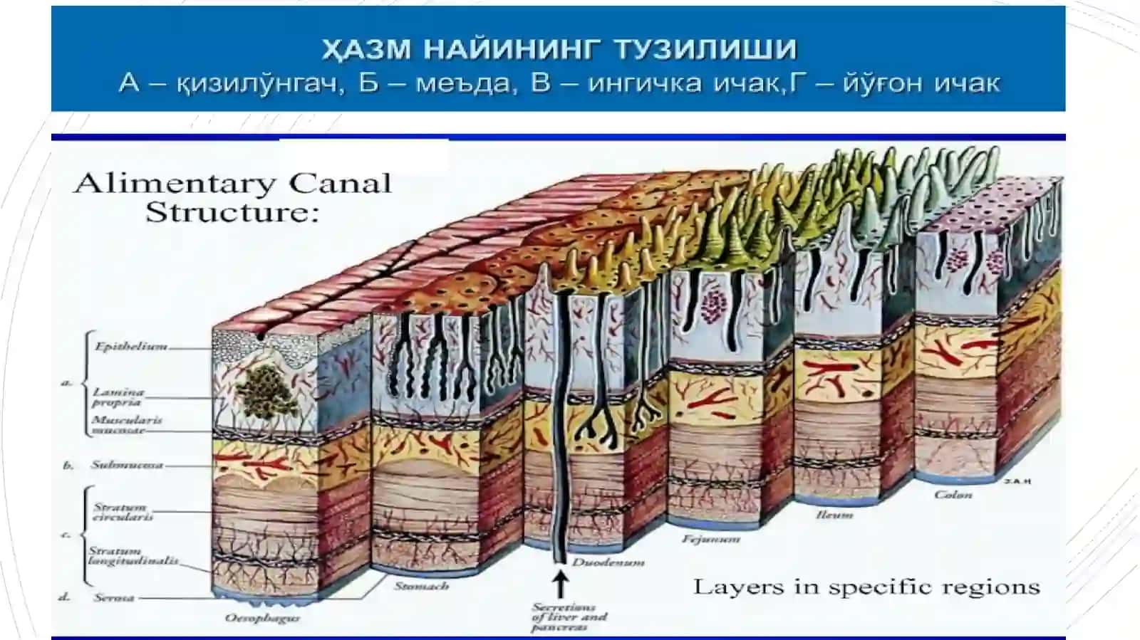 Қизилўнгач, меъда ва ичаклар 3