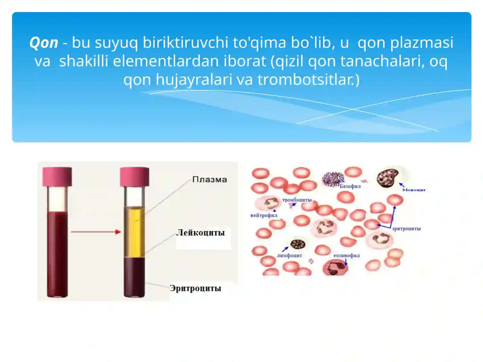 Qon fiziologiyasi  (eritrositlar va qon pigmentlari) 3