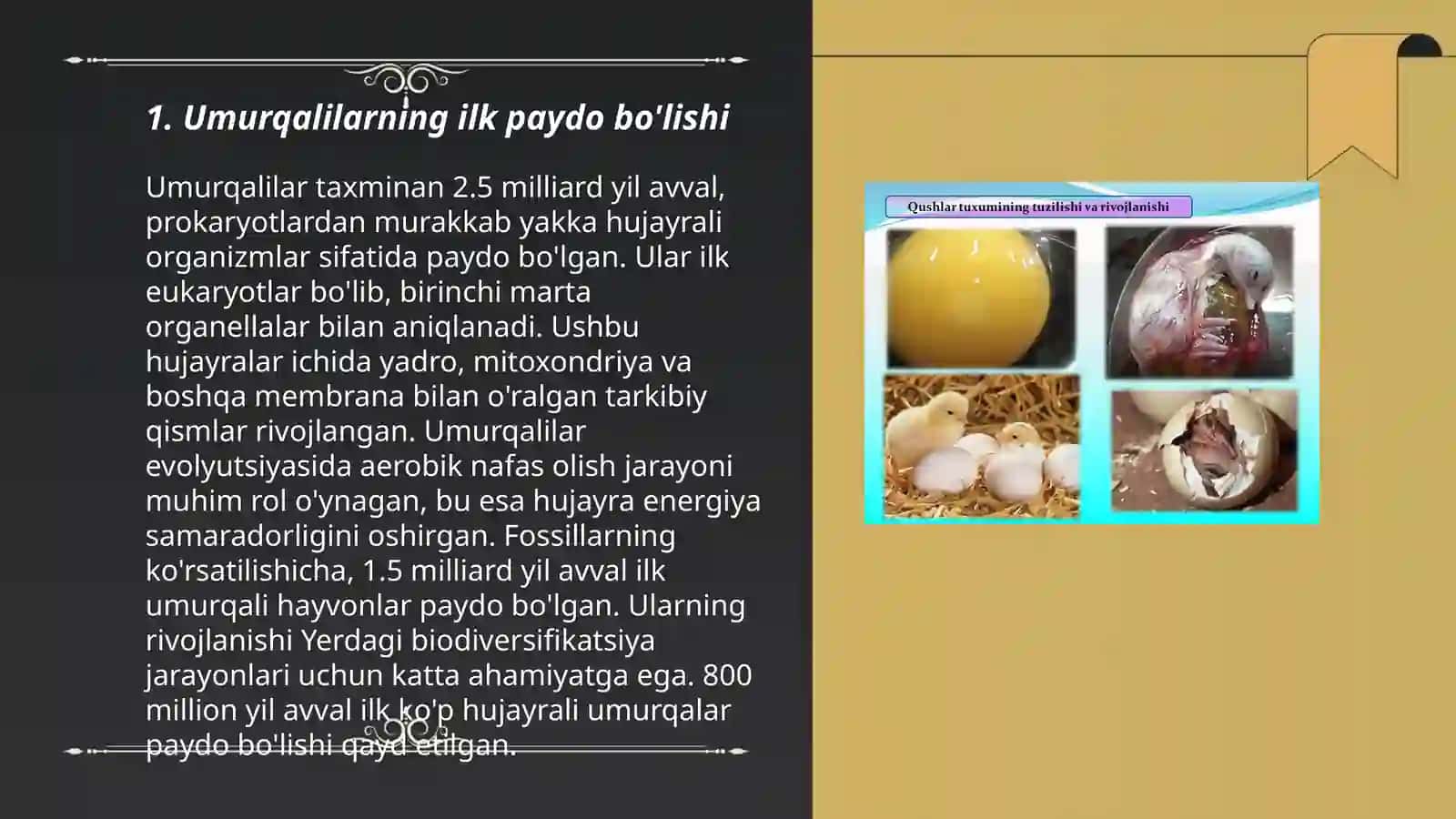 Umurqalilarning kelib chiqishi evolyusion taraqqiyotiga doir paleontologik tasavvurlar 3