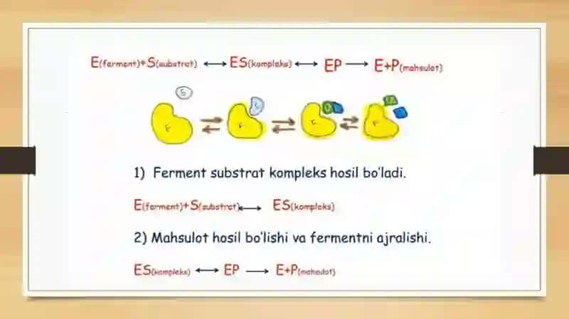 BIOLOGIK FAOL KOMPLEKS BIRIKMALARI. ( Fermentlari ) 3