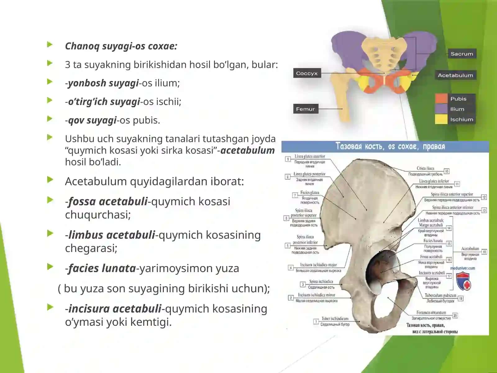 OYOQNING KAMARVAERKIN SUYAKLARI 3