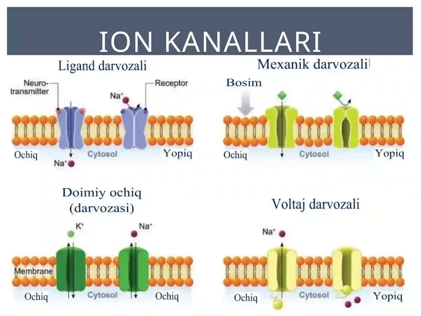 Harakat potensiali 3