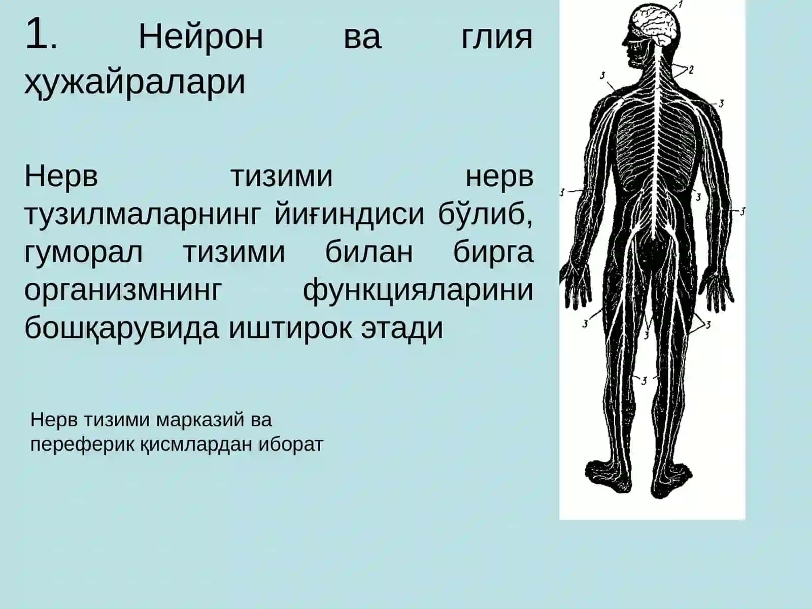 Нерв тизимининг умумий физиологияси 3