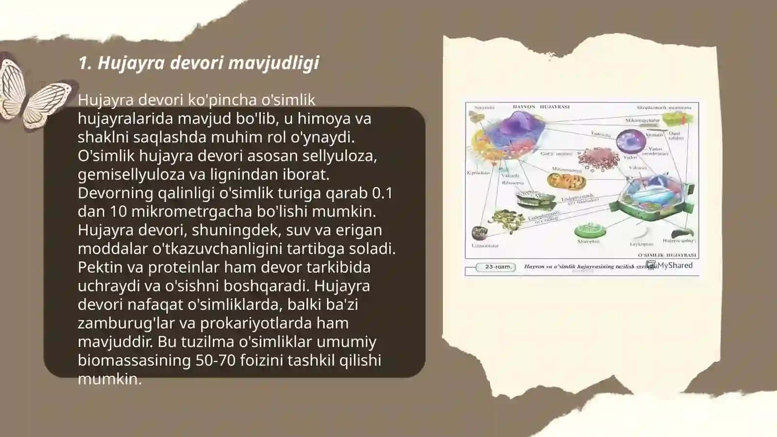 Osimlik va hayvon hujayralarining asosiy farqlari 3