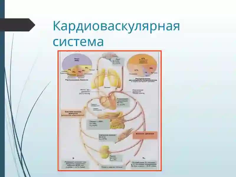 Патофизиология недостаточности сосудов 3