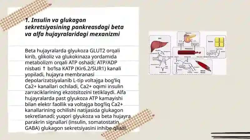 Qon glyukoza darajasining tregulatsiyasi ( Insulin va Glukagon roli) 3