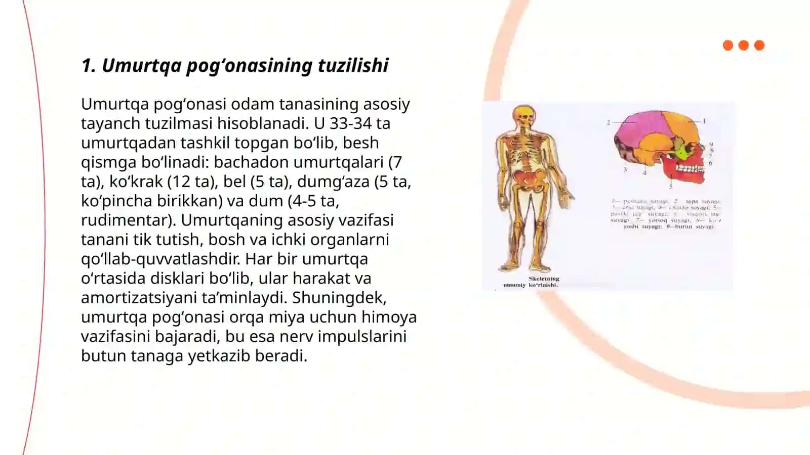 Umurtqalarning oʻzaro birlashuvi 3