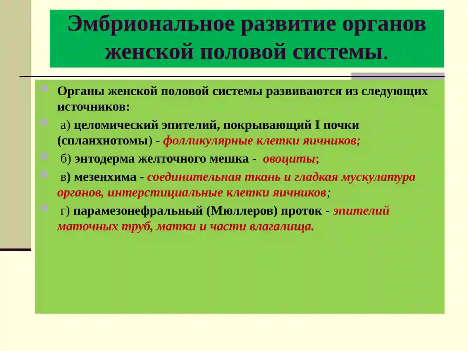 Женская половая система 3