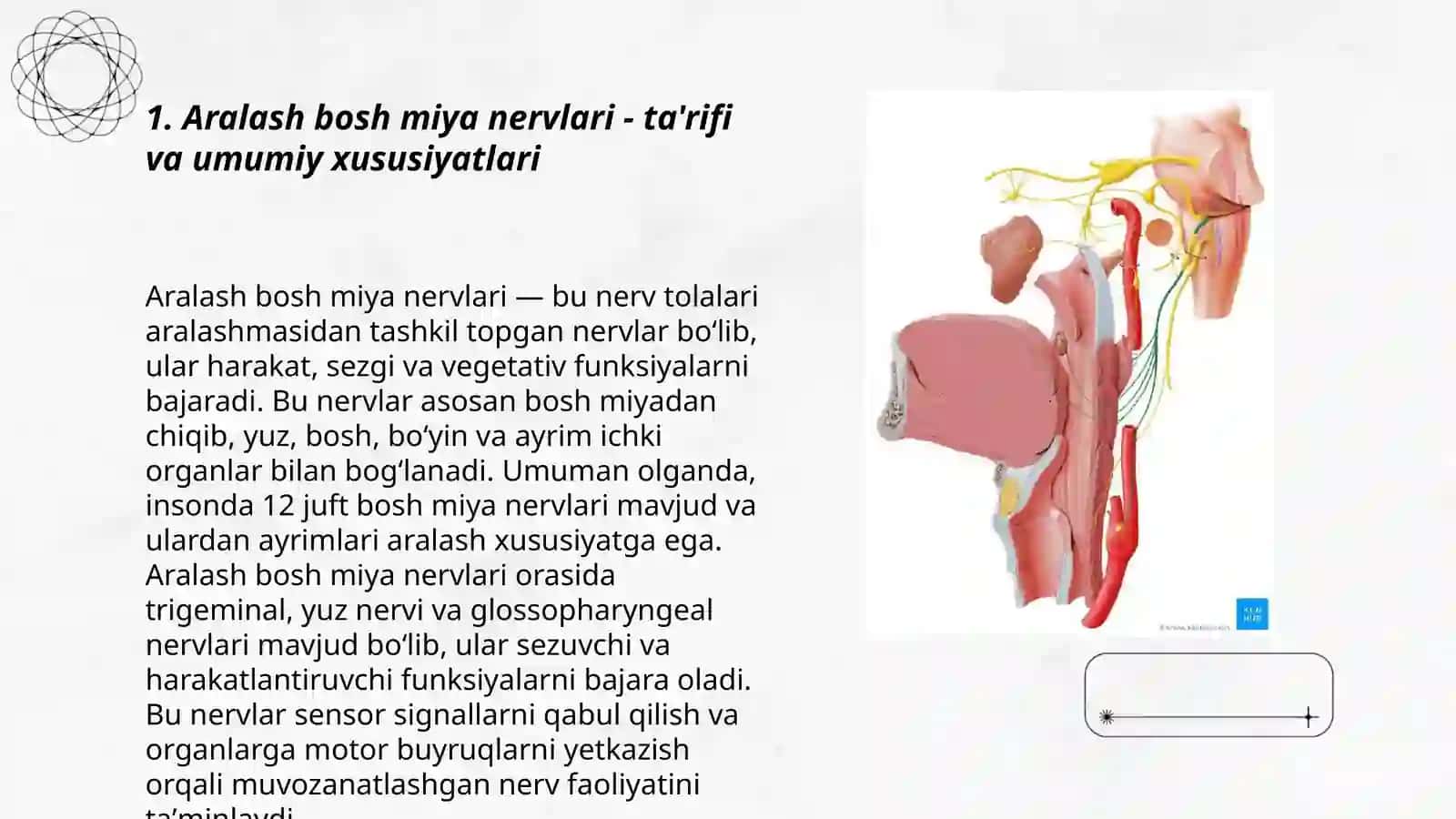 Aralash bosh miya nervlarning funksional va klinik anatomiyasi (IX va X juft BMN) 3