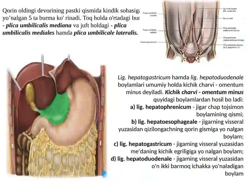 Qorin pardaning klinik anatomiyasi: yo‘nalishi, parietal va visseral varaqlari, qorin bo‘shlig‘i topografiyasi. Erkak va ayollar qorin pardasining farqi. 3