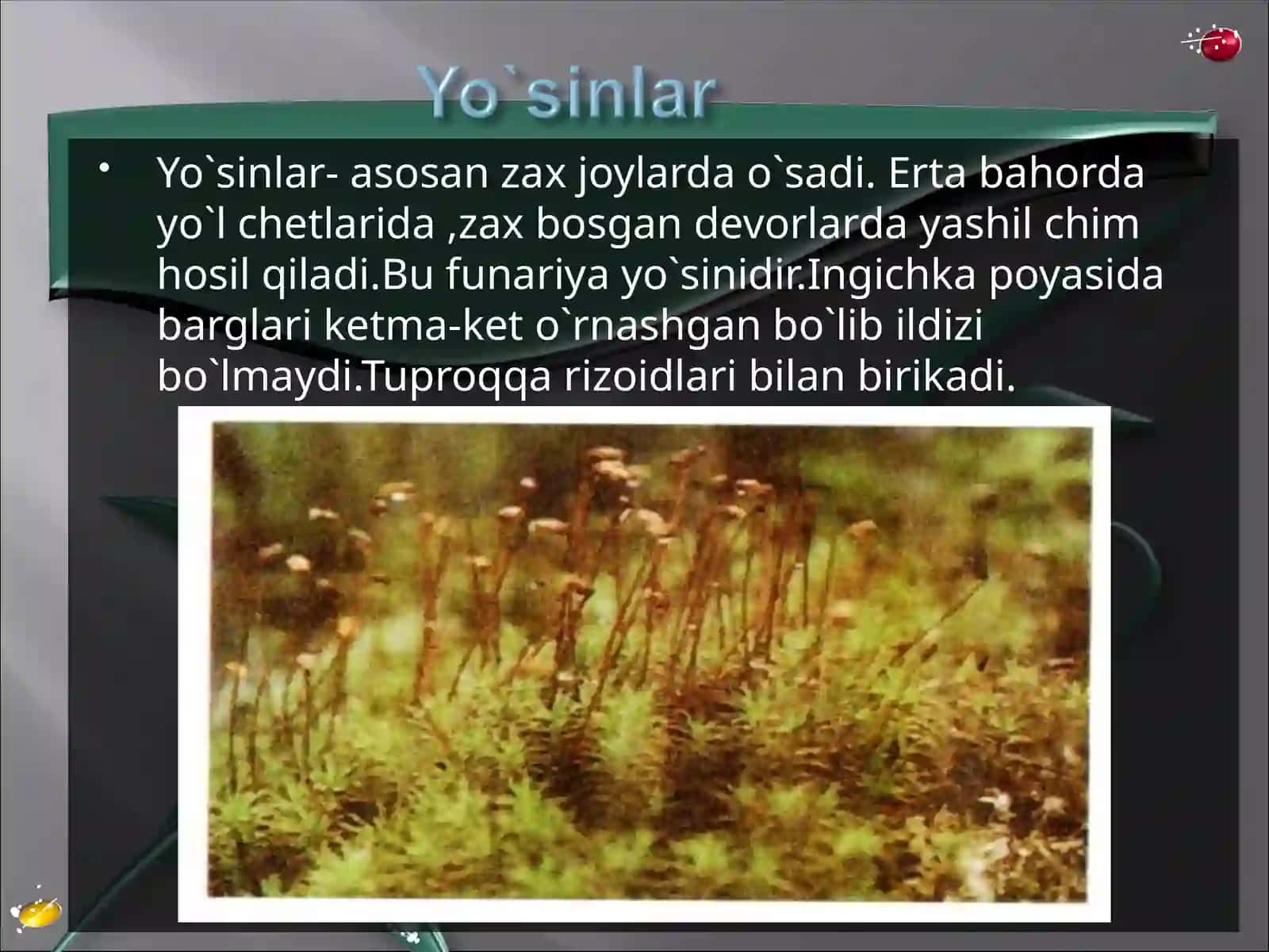 Yuksak o`simliklar 3