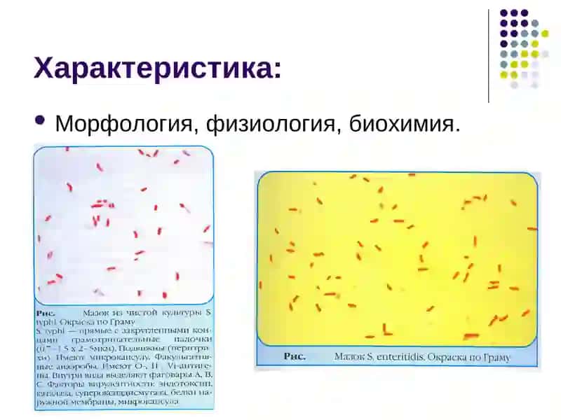 Характеристика возбудителей тифо – паратифов 3