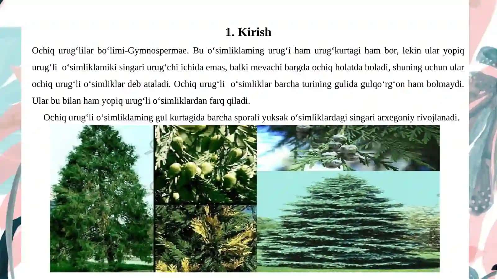 Ochiq urugʻli va yopiq urugʻli oʻsimliklar poyasining anatomik tuzilishidagi oʻziga xosligi 3
