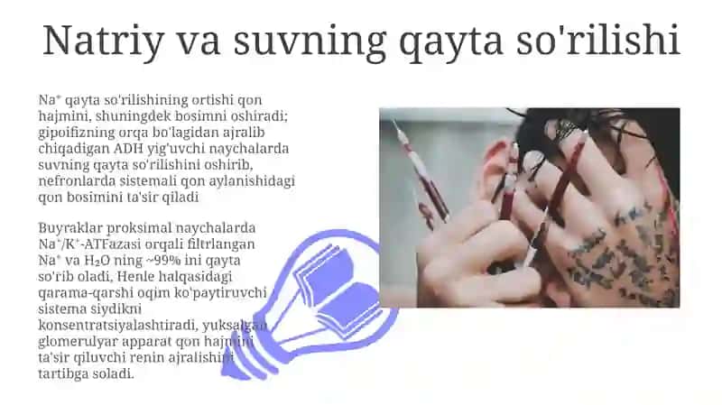 Arterial bosimning boshqariluvida buyraklarning roli 3