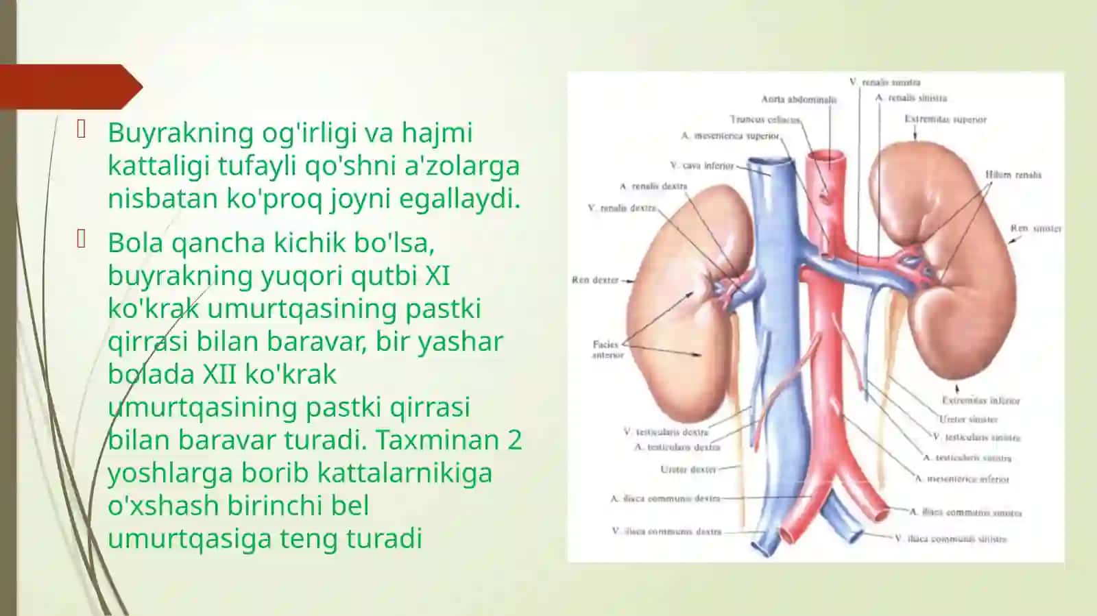 Bolalarda siydik yo’li siydik pufagi siydik chiqarish kanali anatamofiziologik xususiyatlari 3