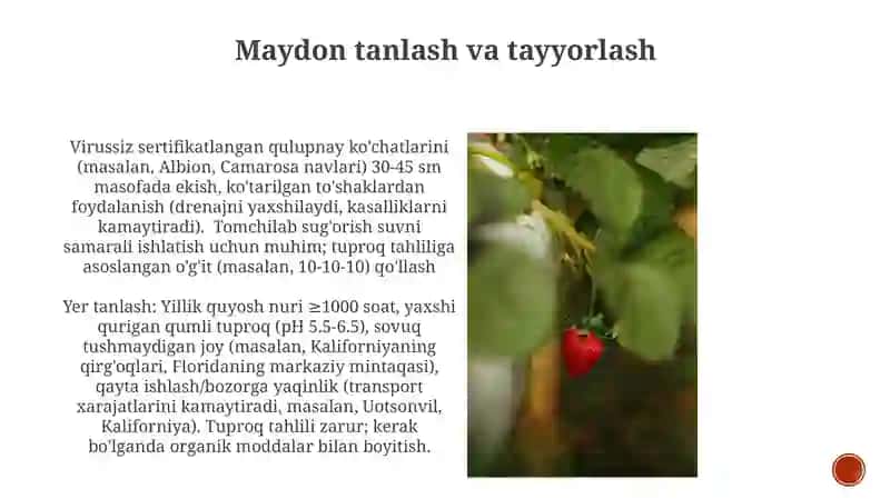Rezavormevalardanqulupnayеtishtirishtexnologiyasi 3