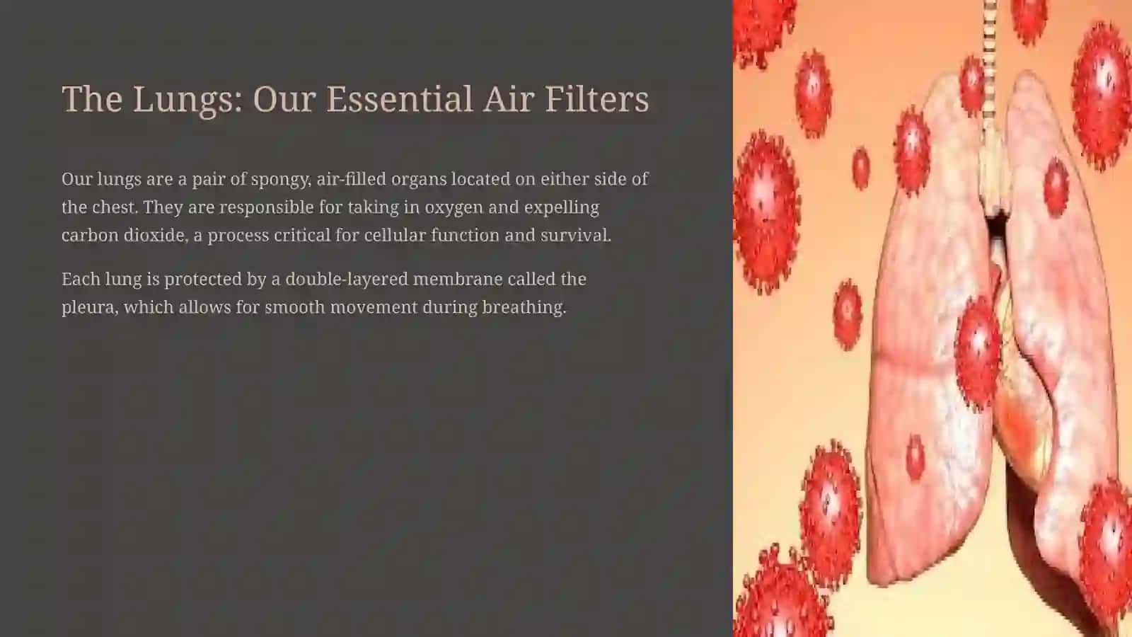 The Marvel of Lungs and the Pulmonary System 3