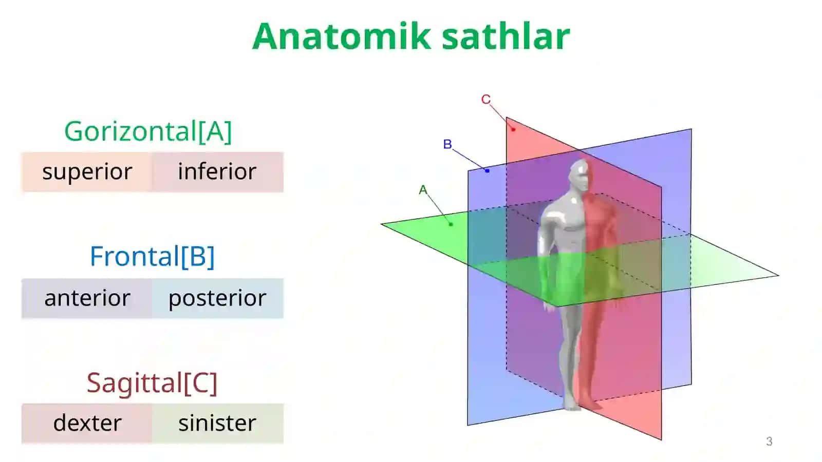 Anatomiya va Osteologiya 3