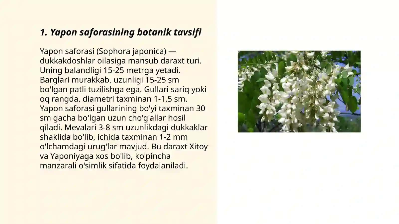 Yapon saforasi ósimligi(Sophora japonika) 3