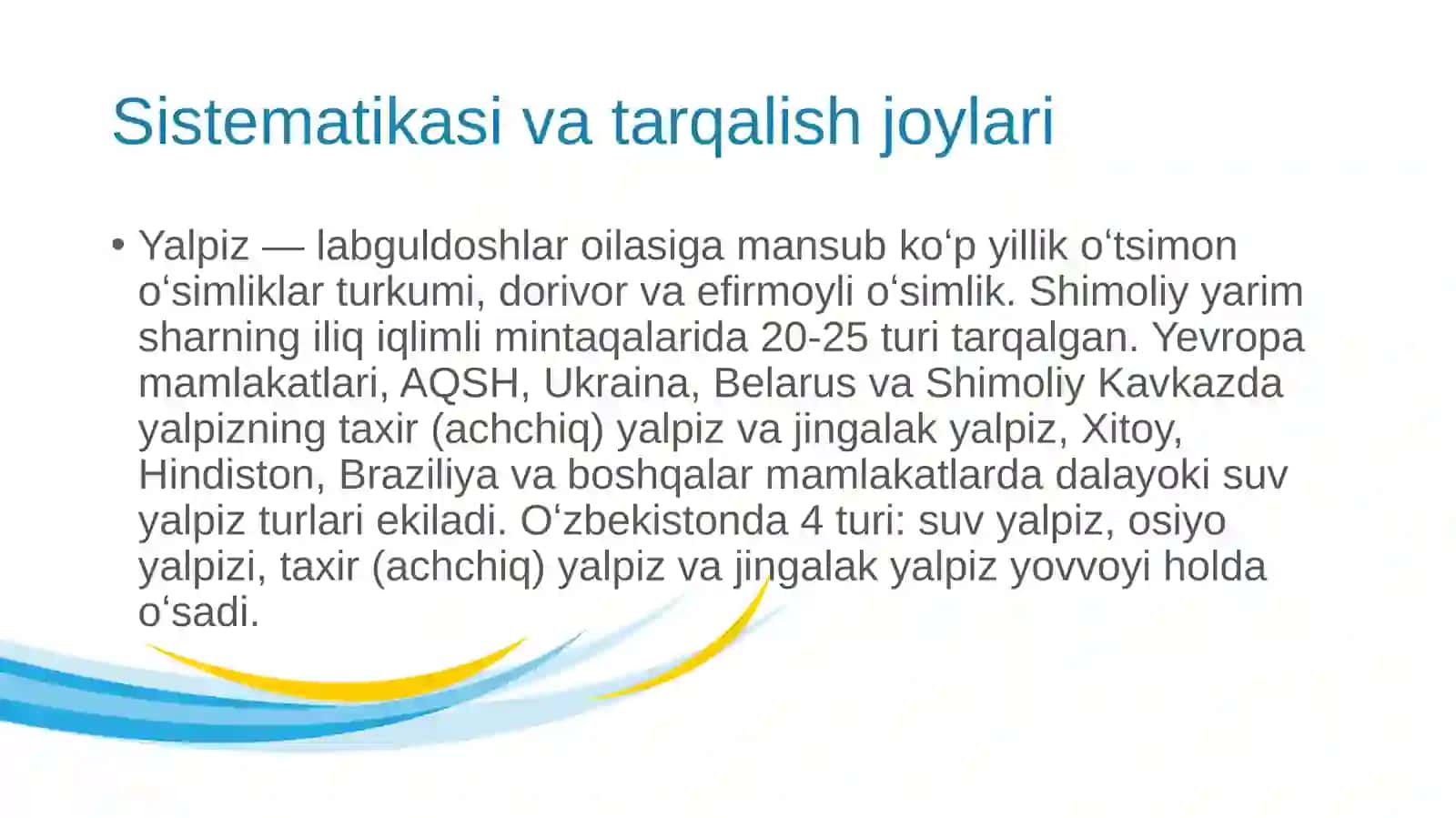 Yalpizning morfologiyasi,ahamiyati va dorivorlik xususiyatlarini oʻrganish 3