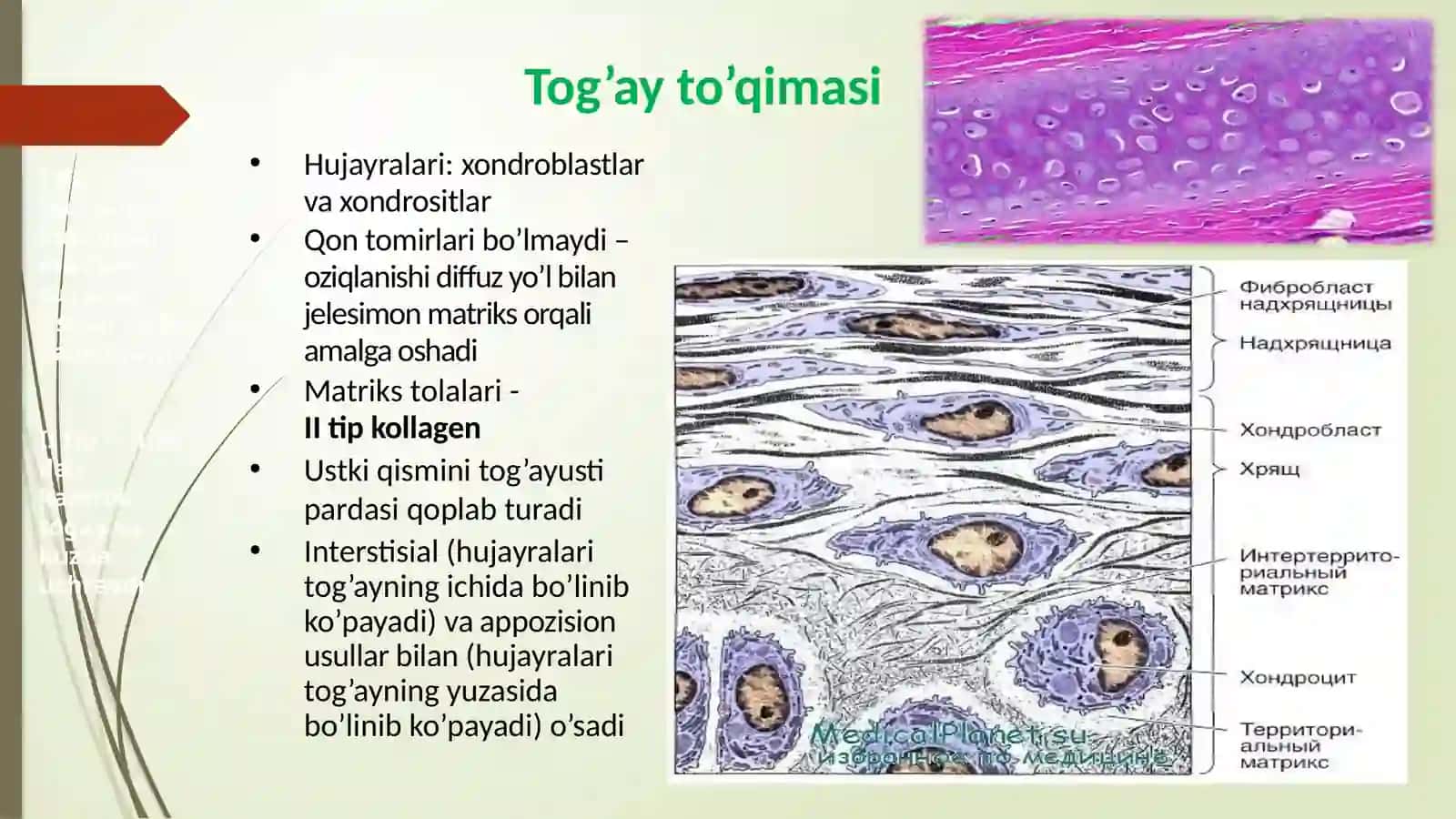 Tog’ay va suyak to‘qimalari 3