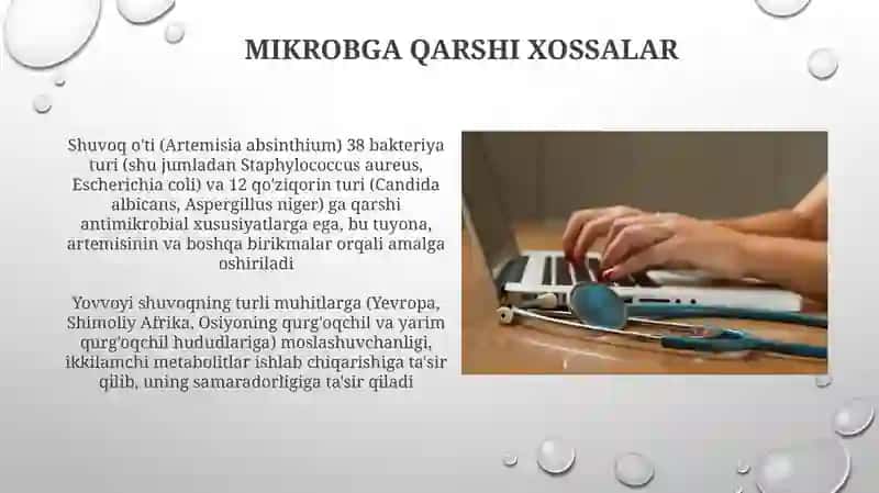 Shuvoq o'ti (Artemisia absinthium) turining bioekologik va dorivorlik xususiyatlari 3