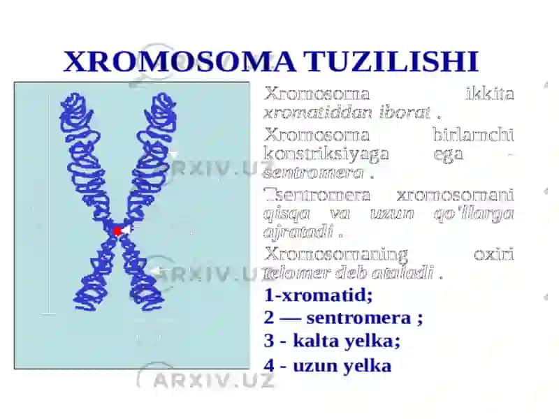 Xromosoma kasalliklari. Xromosomalar soni va tuzilishidagi o'zgarishlar. Prenatal diagnostika. 3