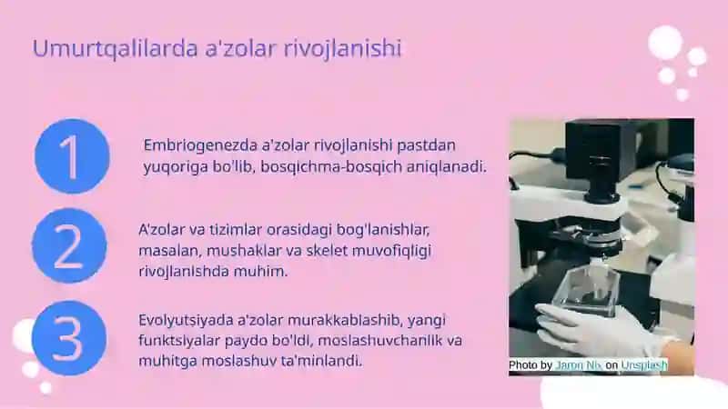 Umurtqalilarda a'zolar va a'zolar tizimi ontofilogenezi 3