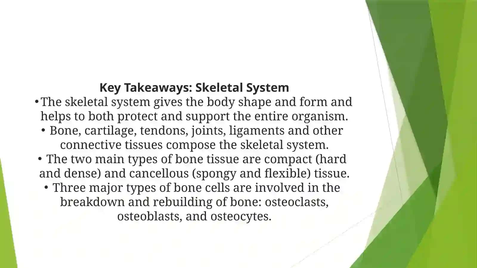 The skeletal system of a human being 3