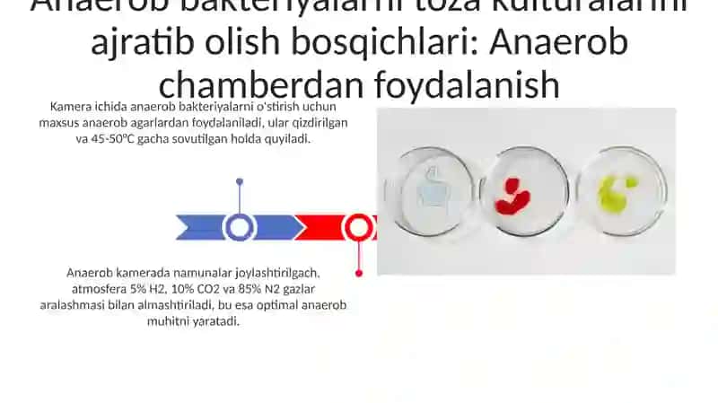 Aerob va anaerob bakteriyalarni sof xosilasini ajratish bosqichlari 3