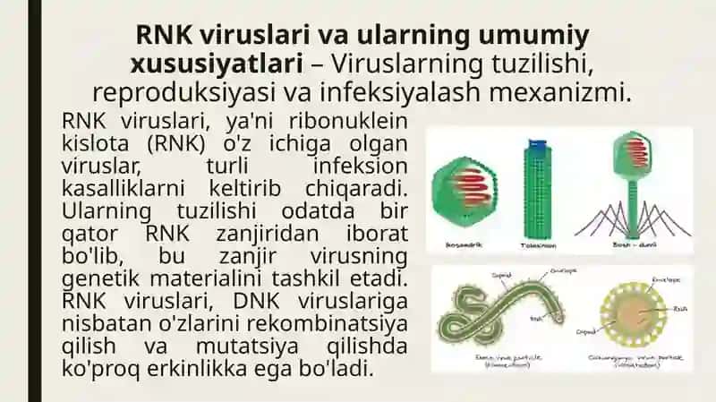 RNKviruslari-odamda respirator kasallik keltirib chiqaruvchi viruslar 3