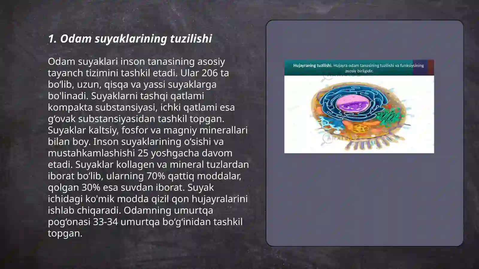 Odam suyaklarini oʻrganish 3