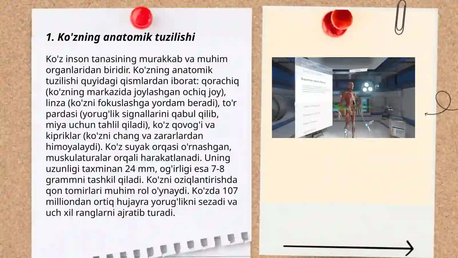 Inson koʻrish analizatori va fiziologiyasi 3