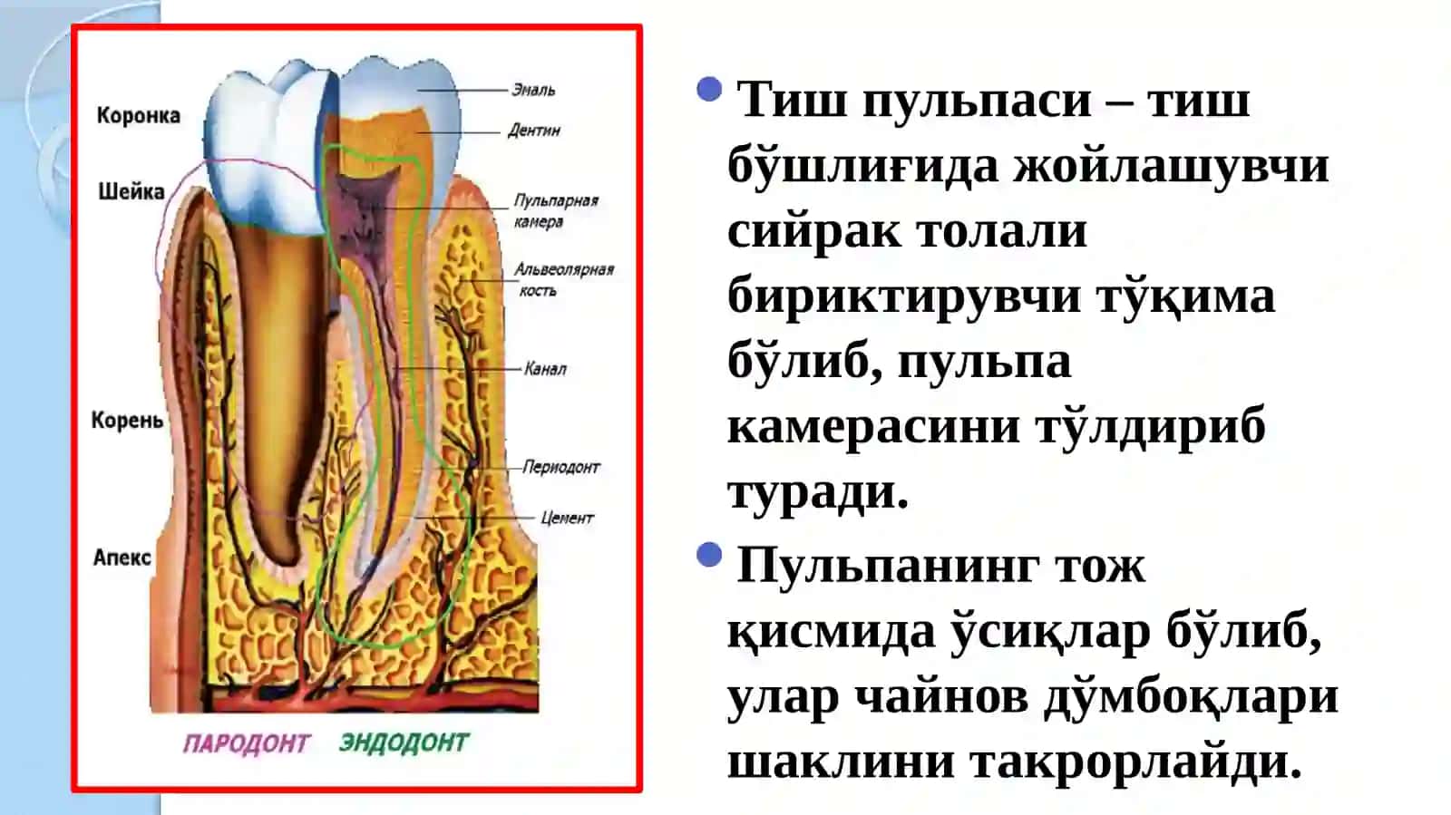 Пульпитлар. Таснифи. Этиология. Патогенез 3