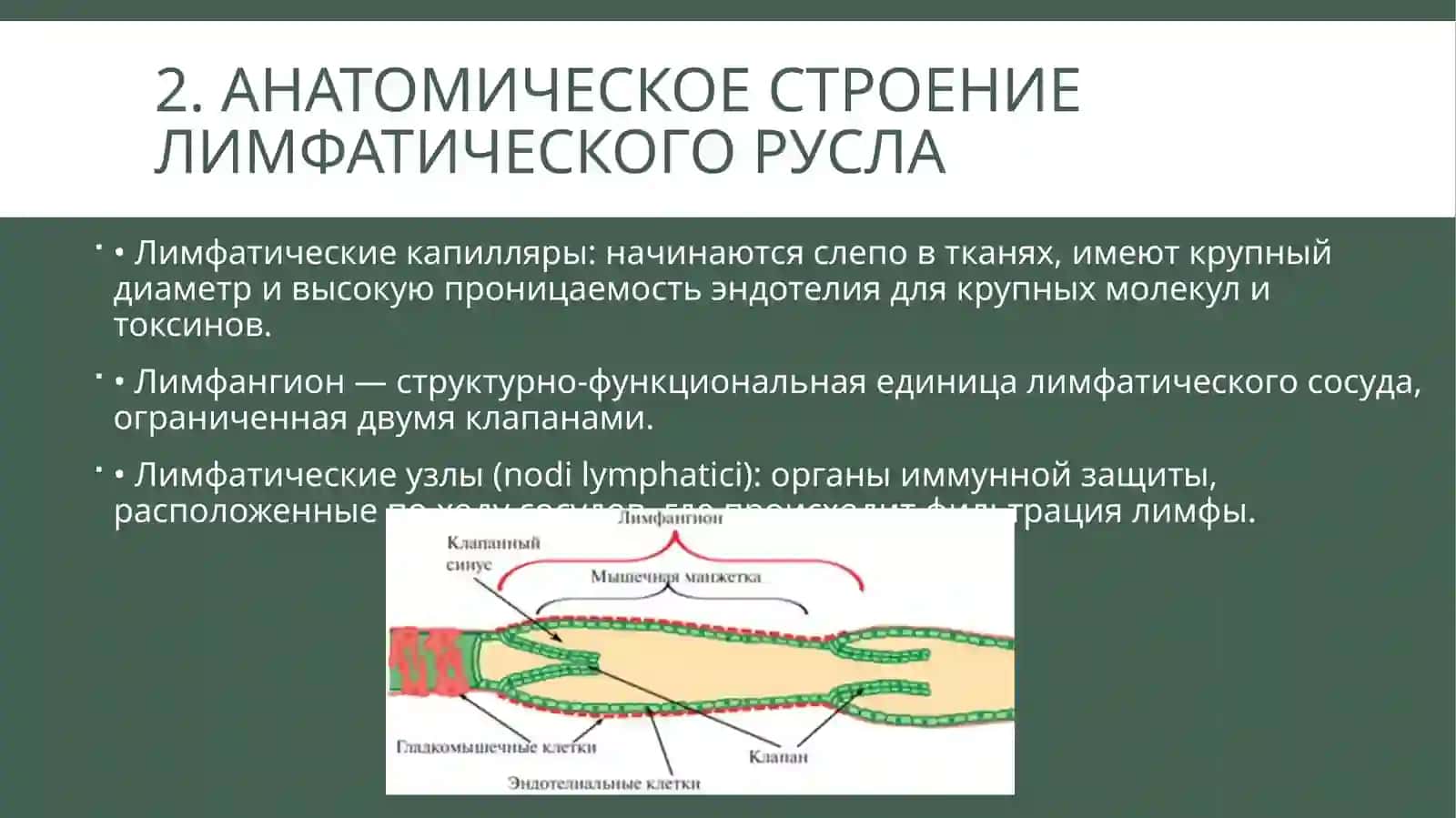 Презентация: Влияние социальной и биологической среды на развитие и структуру лимфатических сосудов(15слайдов, PPTX) 3
