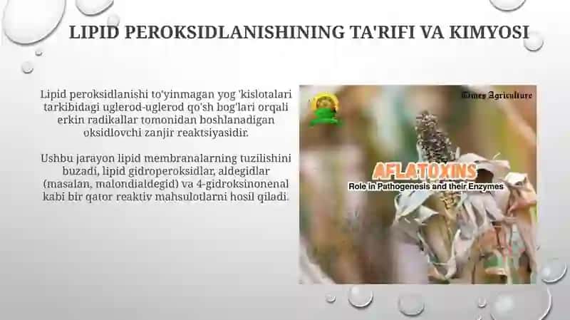 Lipidlarning peroksidlanishi va hujujaylashikastlanishi 3