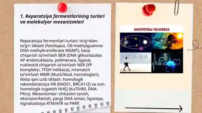 Reparatsiya fermentlari faoliyatining xilma xilligi 3