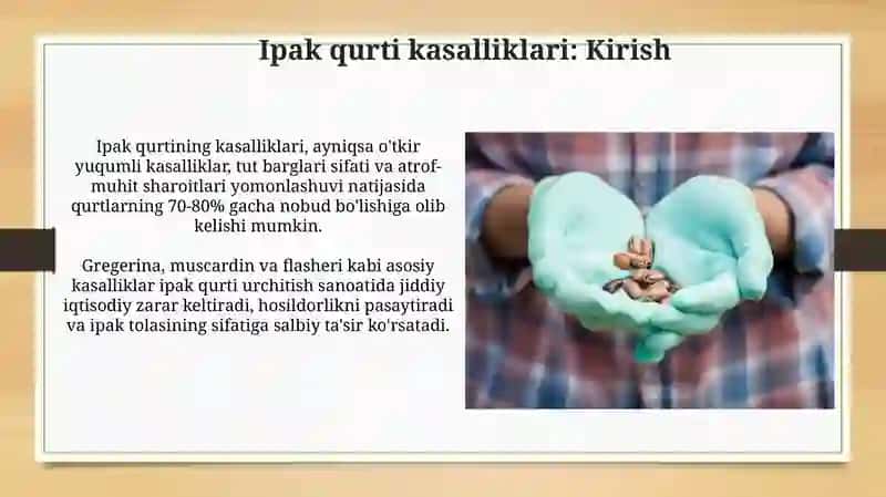 Tut ipak qurti kassalliklari va ularni oldini olish choralari 3