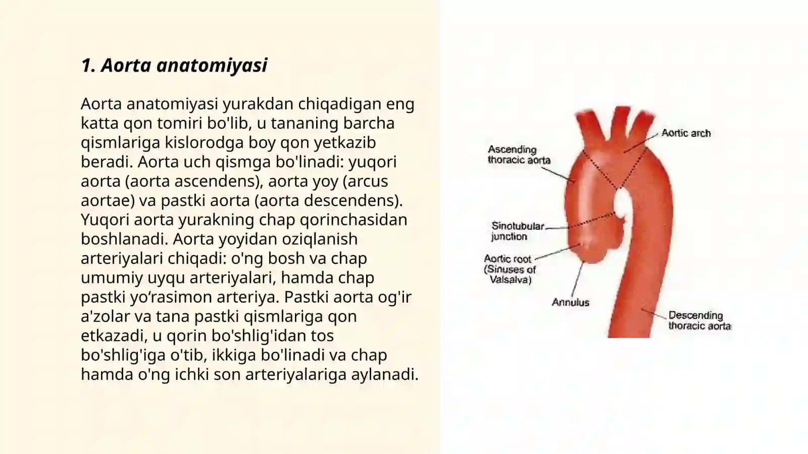 Aorta Anatomiyasi 3