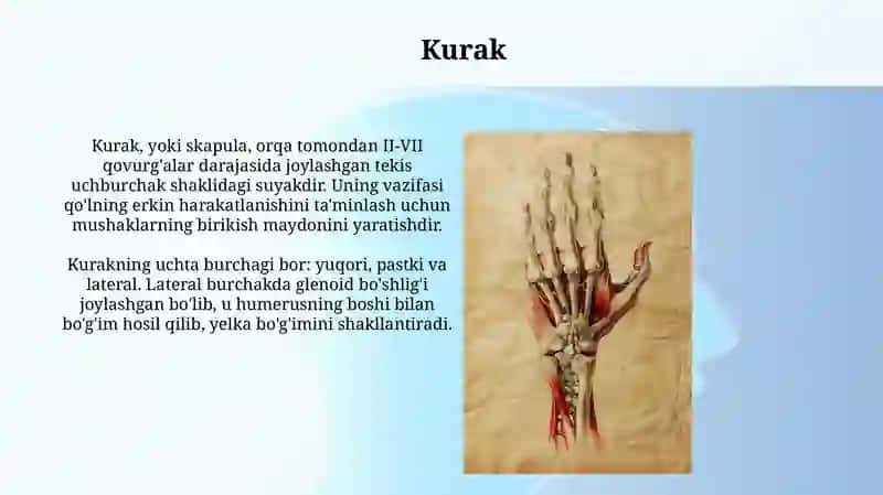 Qo'lning erkin va kamar suyaklari 3