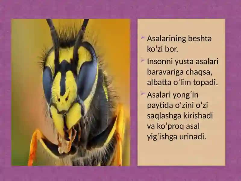 Asalarilarning tuzilishi 3