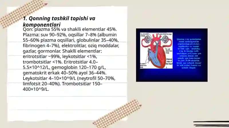 Qon aylanishi qon fizologiyasi 3