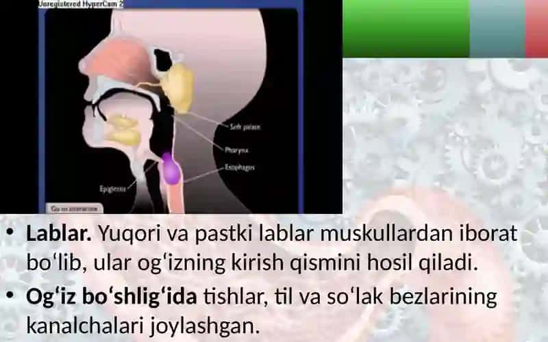 Ovqat hazm qilish organlarining tuzilishi va vazifasi 3