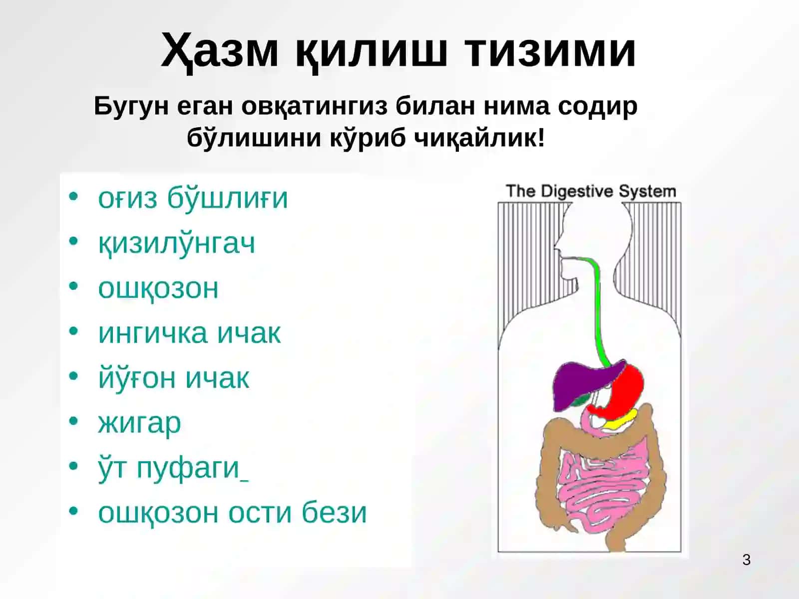 Маннонова Мохинурнинг Нормал физиалогия фанидан РЕФЕРАТИ ХАЗМ КИЛИШ СИСТЕМАСИ 3