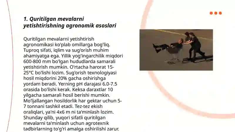 Quritilgan mevalarni yetishtirish sohasi 3