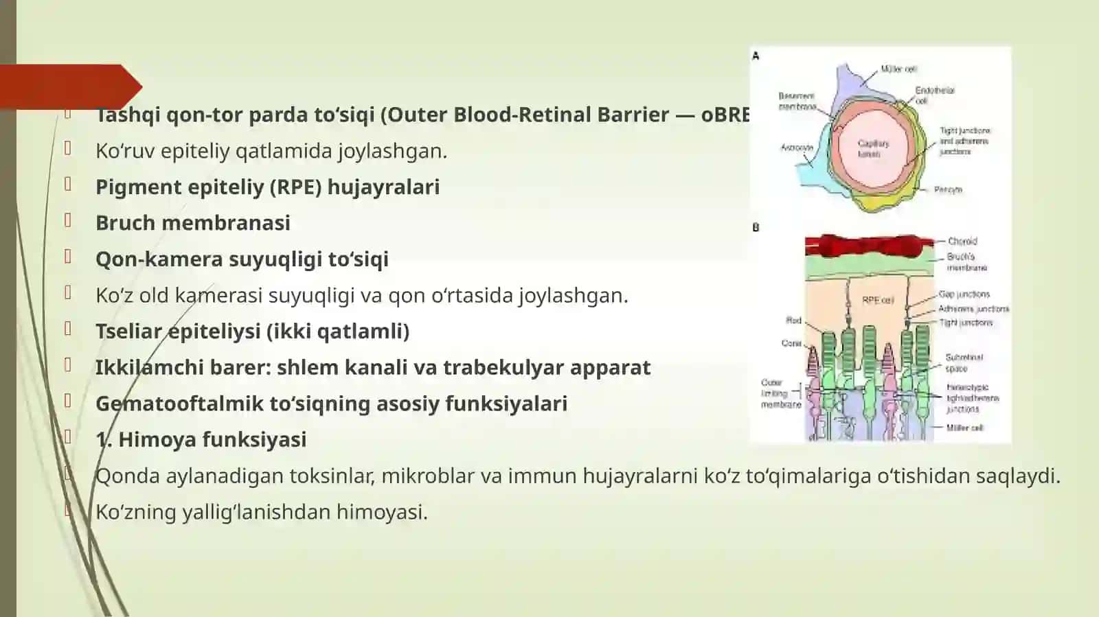 Gematooftalmik to‘siq – ko‘z to‘qimalarining ichki muhitini qontarkibidagi o‘zgarishlardan himoya qiluvchi fiziologik to‘siqdir 3