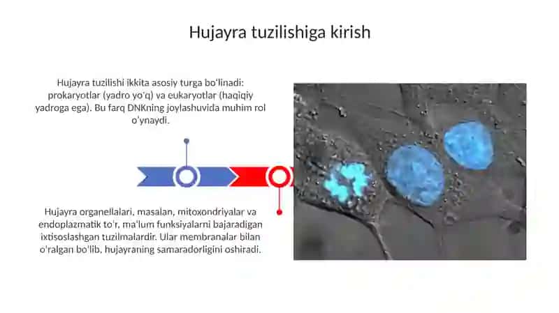 Hujayra tuzilishi. Hujayra nazariyasi. Hayvon va odam xromasomalarning morfologiyasi 3