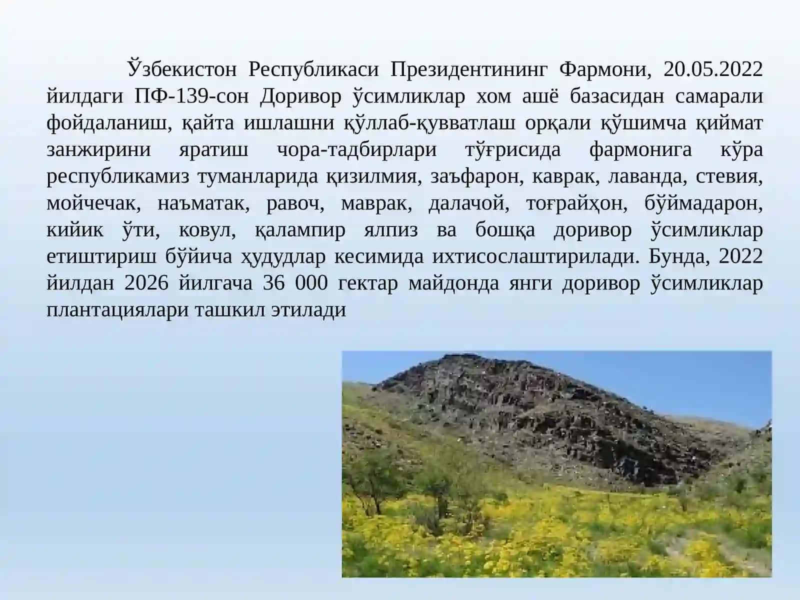 Озиқ – овқатда қўлланиладиган доривор ўсимликлар 3